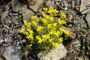 Draba rosularis